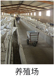 圈養羊飼養場使用550L小型攪拌機投喂飼料現場--河北東圣吊索具制造有限公司--小型攪拌機|石材夾具|液壓堆高車|手動叉車